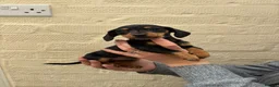 Miniature Dachshund dogs for sale: Miniature dachshund  - Advert 1