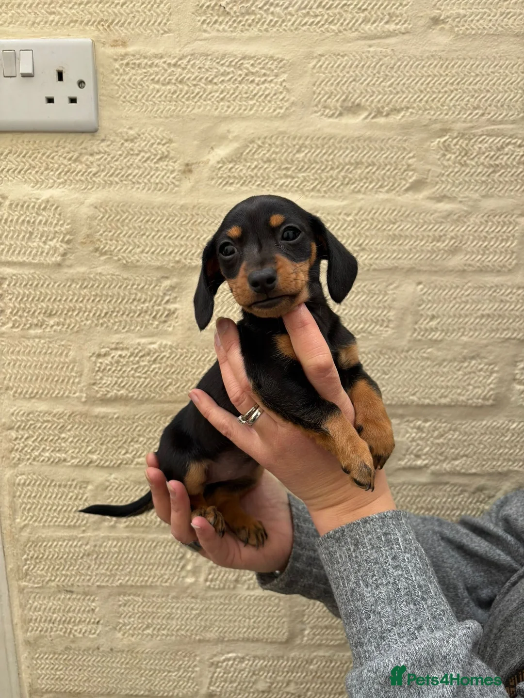 Miniature Dachshund dogs for sale: Miniature dachshund  - Advert 1
