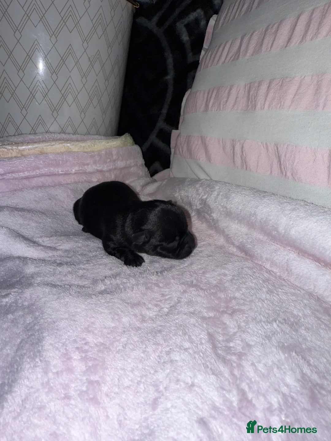Chorkie dogs for sale: Gorgeous Chorkie girls  - Advert 12