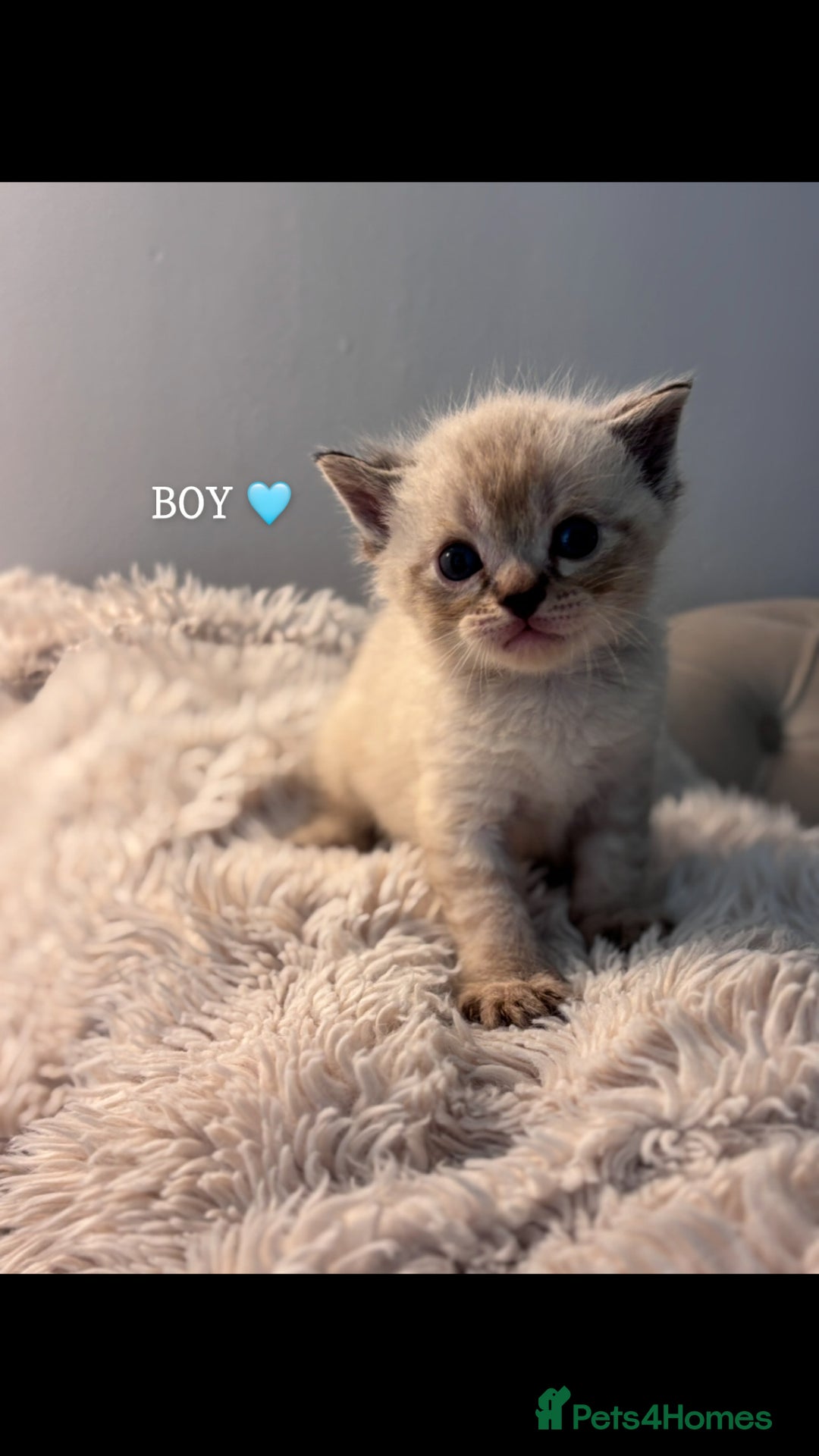 Persian cats for sale: Adorable Persian × Bengal Kittens  - Image 9