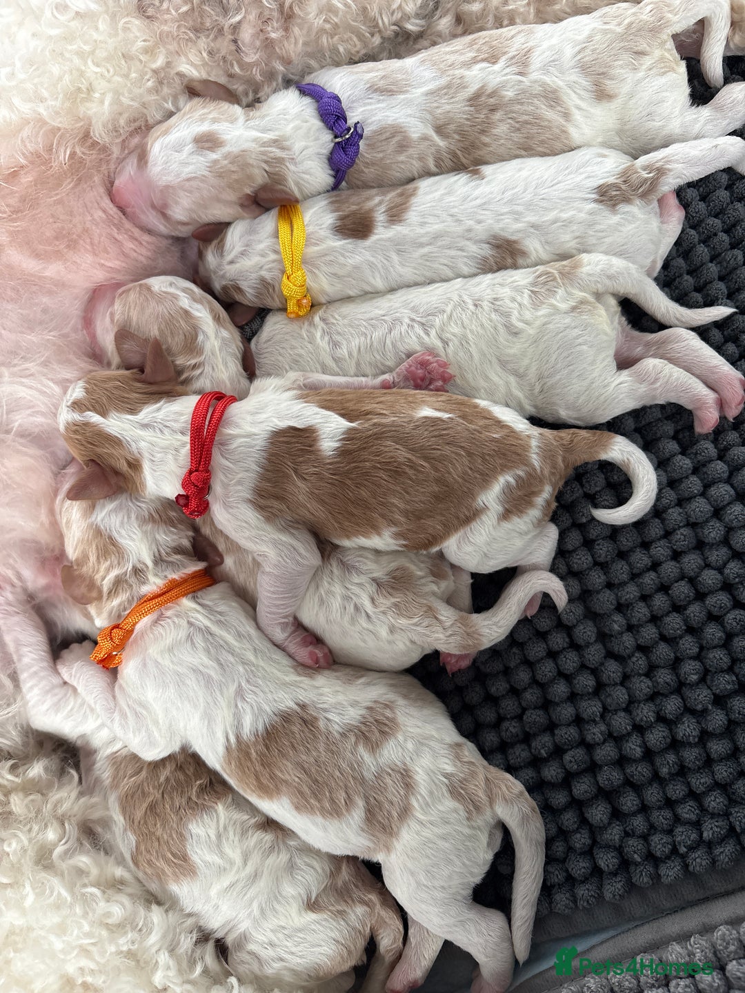 Double Doodle dogs for sale: Parti Double Doodles 🐾  - Image 15