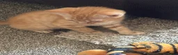 Mixed Breed cats for sale: 7 beautiful kittens looking for their forever home - Advert 3
