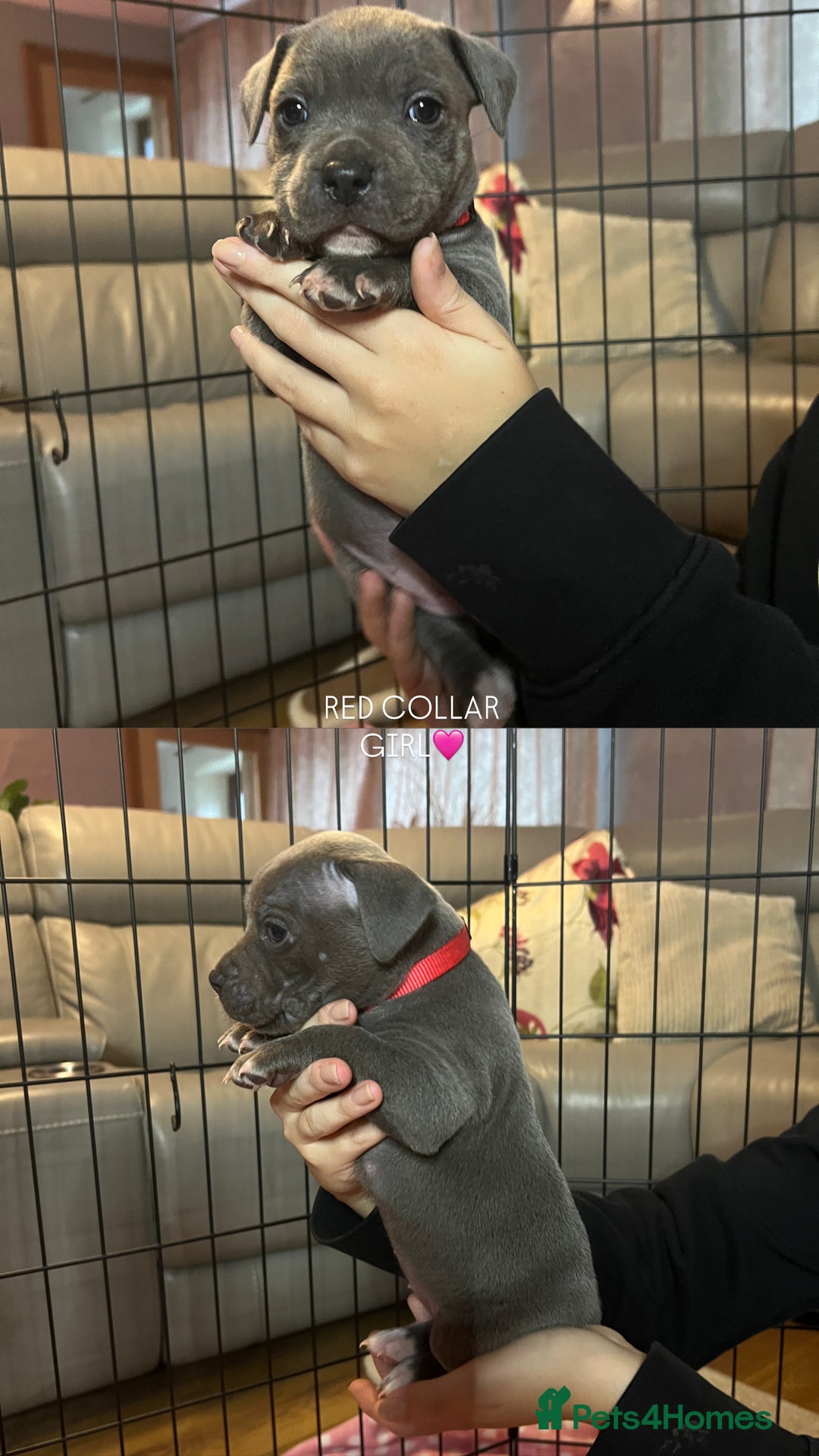 Staffordshire Bull Terrier dogs for sale: 🐾🔥7 beautiful blue staffy’s for sale🔥🐾 - Advert 2