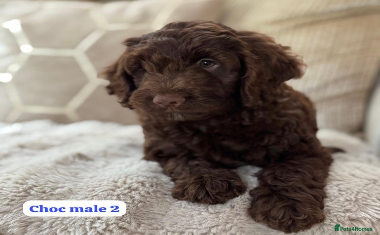 Cockapoo dogs - Advert 8