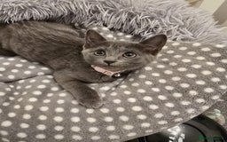 Russian Blue cats for sale: Female Russian blue kitten  - Image 9