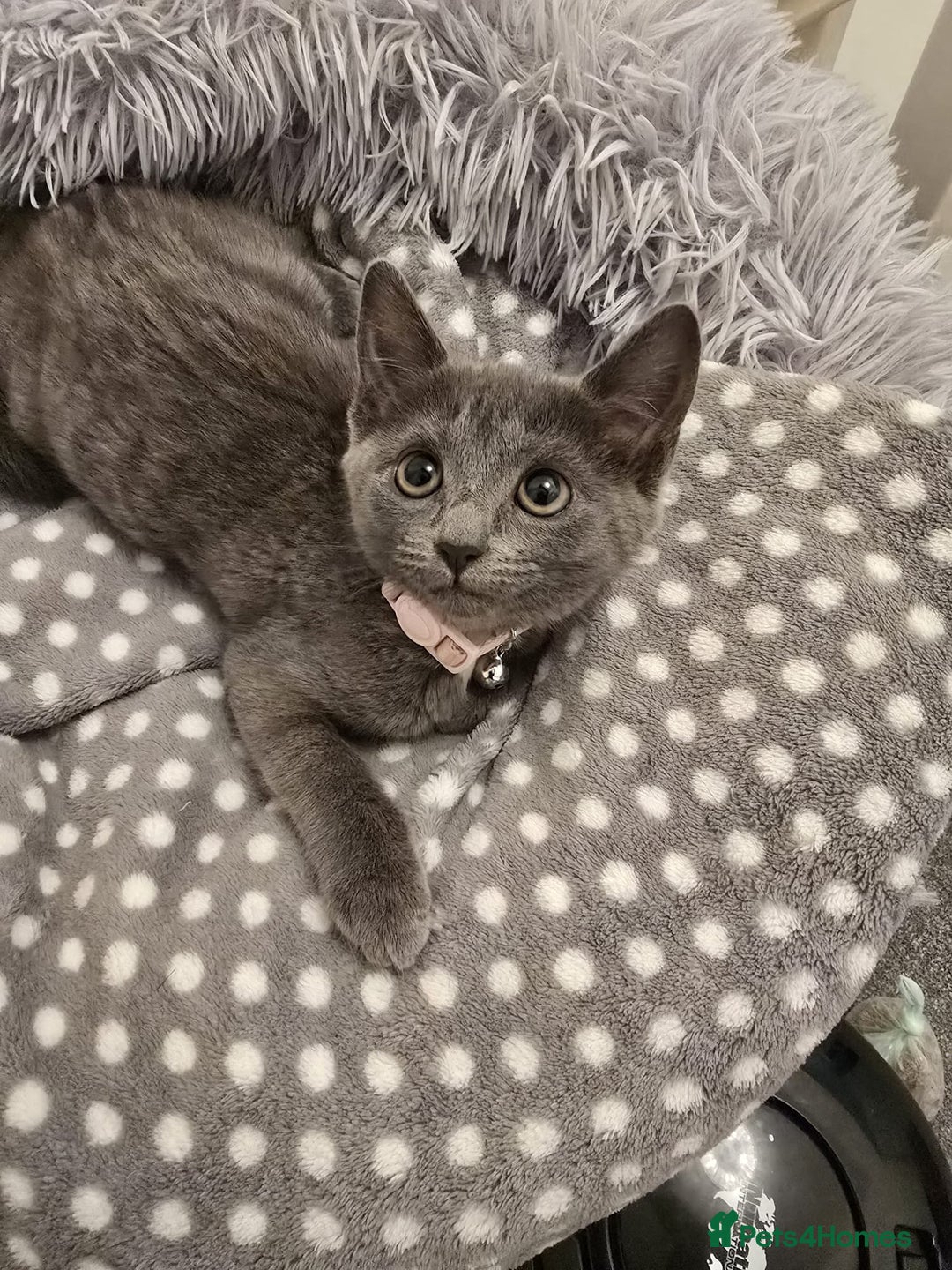 Russian Blue cats for sale: Female Russian blue kitten  - Image 9