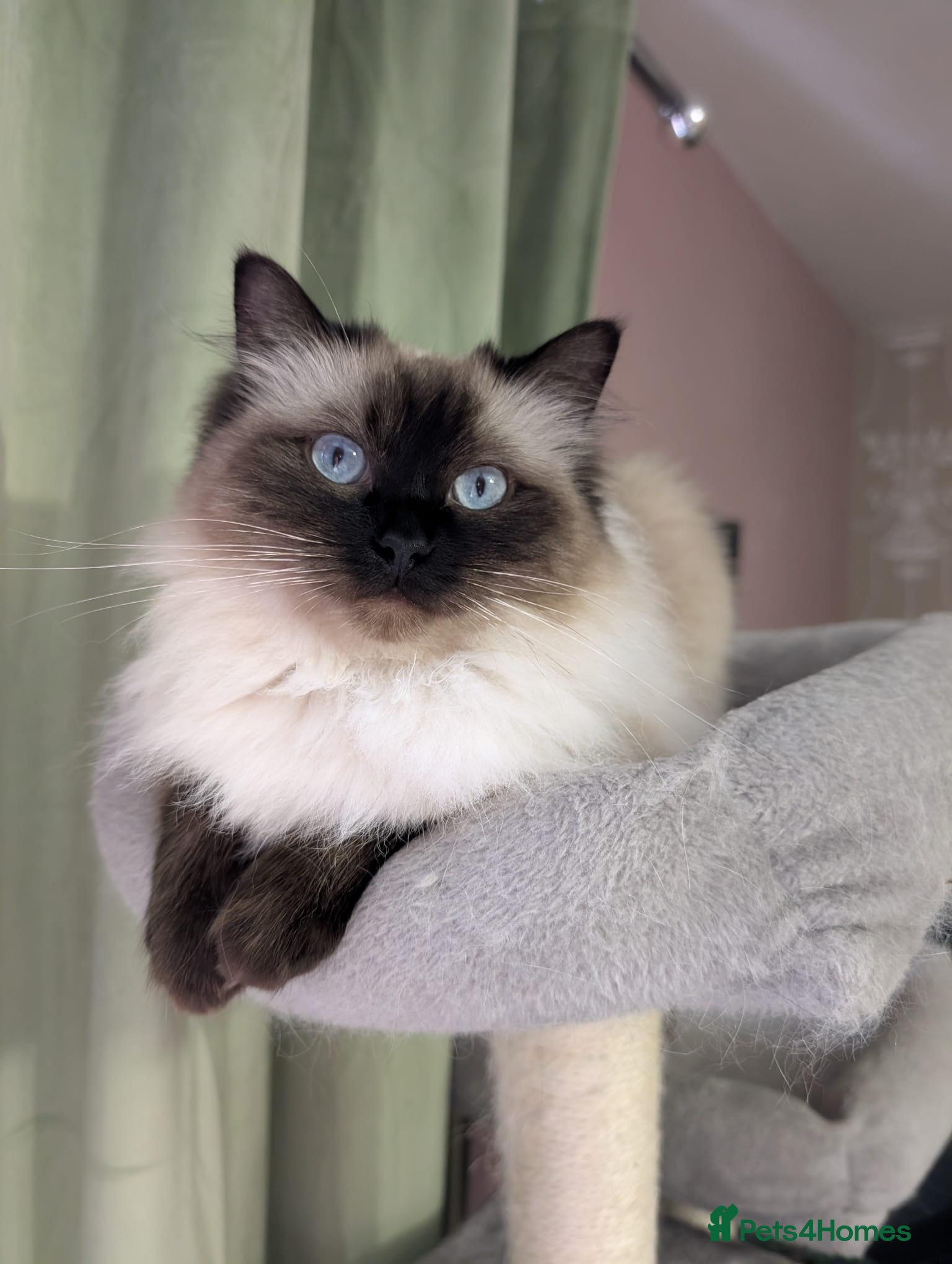 Ragdoll cats 💛GCCF Registered 💛Ragdoll kittens   - Advert 1