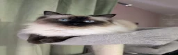 Ragdoll cats for sale: 💛GCCF Registered 💛Ragdoll kittens   - Advert 4