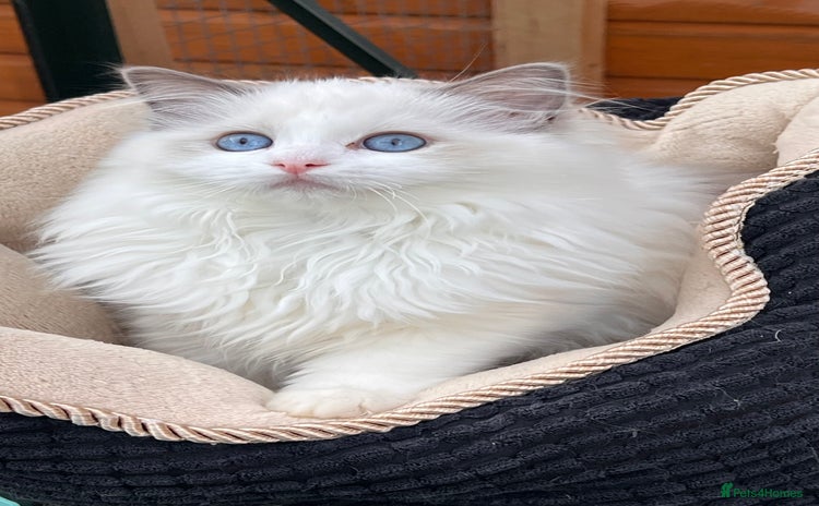 Ragdoll cats in London - Advert 9