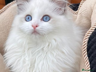Ragdoll cats in London - Advert 4