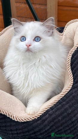 Ragdoll cats in London - Advert 2