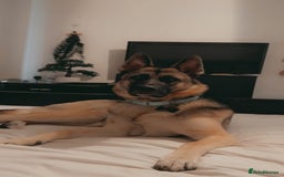 German Shepherd dogs for sale: 4 Year Old German Shepard Girl - Image 6