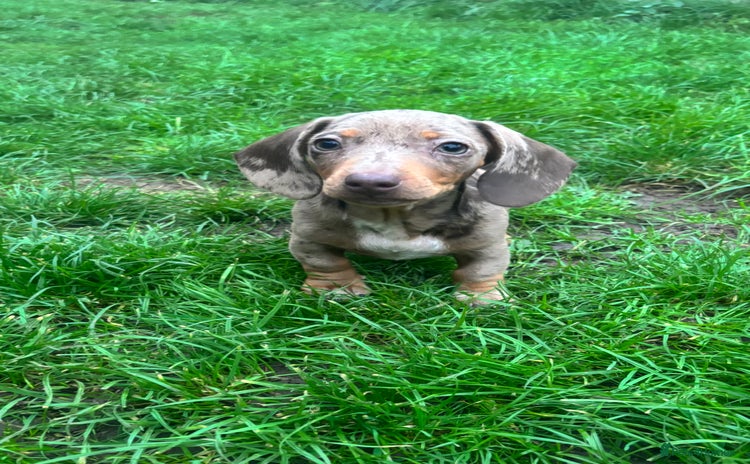 Miniature Dachshund dogs - Advert 13