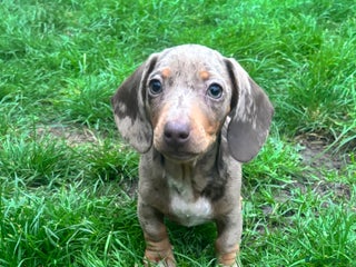 Miniature Dachshund dogs - Advert 12