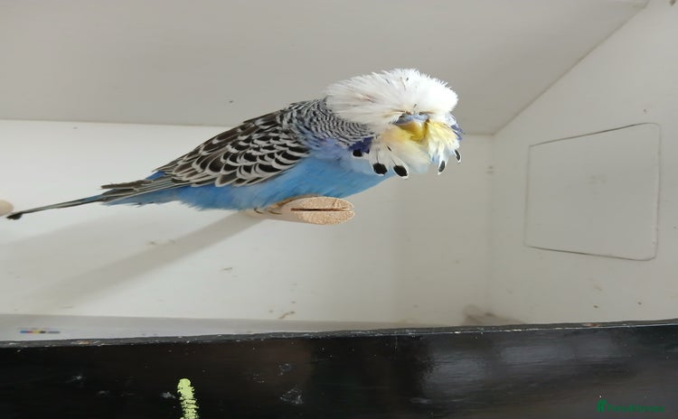 Budgerigars birds - Advert 1