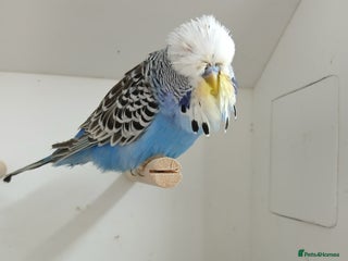 Budgerigars birds - Advert 2