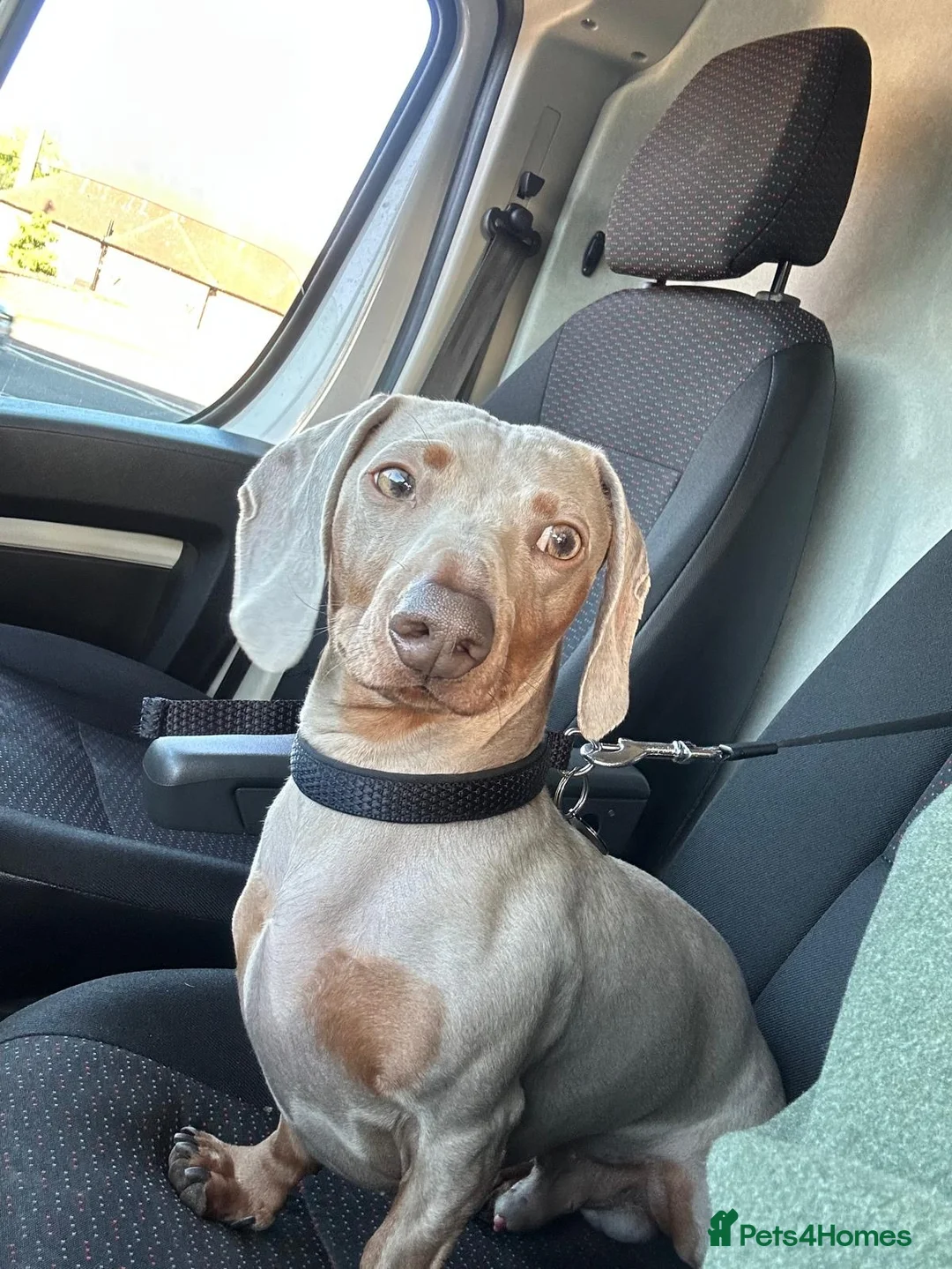 Miniature Dachshund dogs for stud: Dash the Isabella tan mini dachshund. - Advert 1