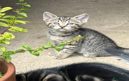 Domestic Shorthair cats for sale: 🐾 Kittens Looking for Loving Homes 🐾 - Image 8