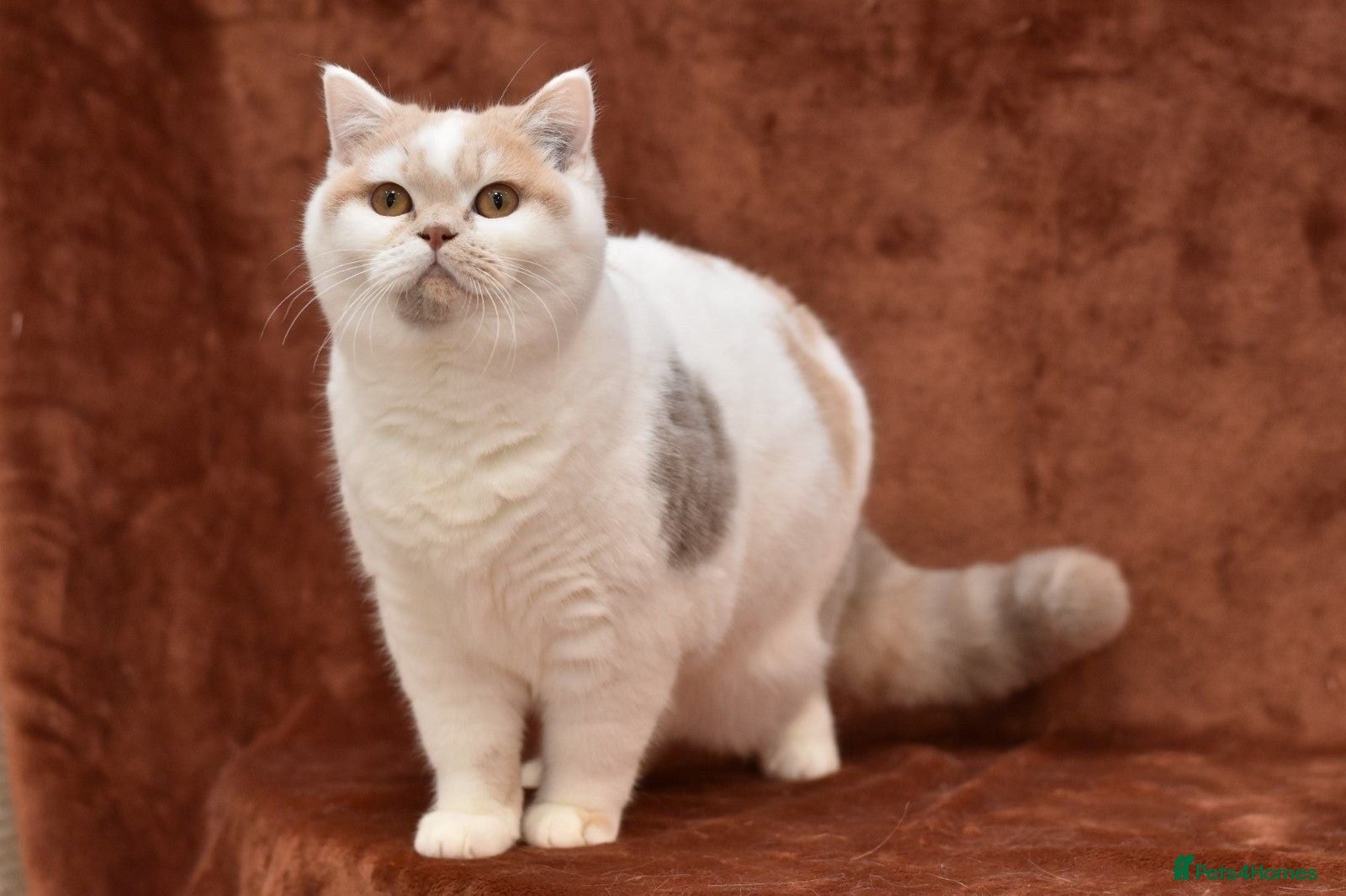 British Shorthair cats British shorthair lilac tortie harlequin female  - Advert 3