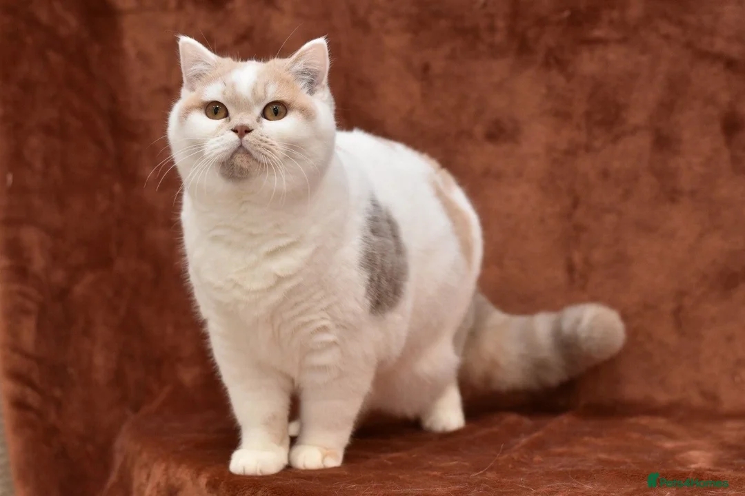 British Shorthair cats for sale: British shorthair lilac tortie harlequin female  in Bromley - Advert 1