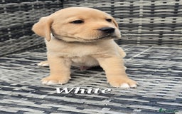 Labrador Retriever dogs for sale: 🐾 Adorable Yellow Labrador Puppies for Sale! 🐾 - Image 4