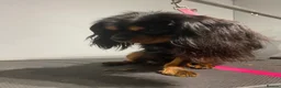 Cavalier King Charles Spaniel dogs for stud: Kc Black and Tan small proven cavalier stud  in Barnsley - Advert 10