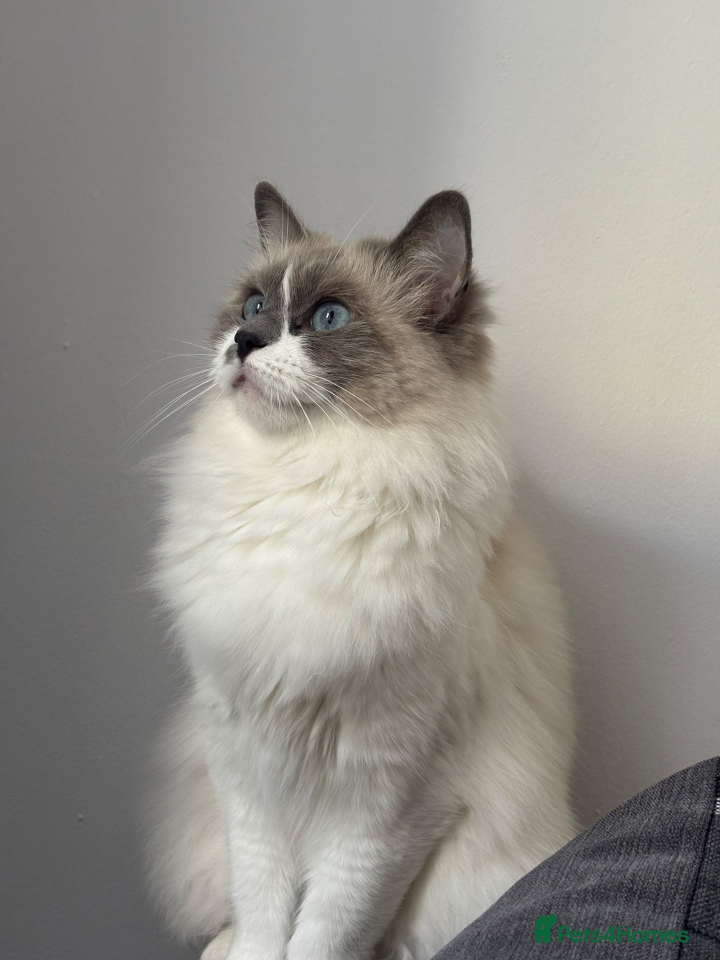 Ragdoll cats Ragdoll queen  - Advert 2