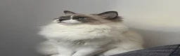 Ragdoll cats for sale: Ragdoll queen  - Advert 1