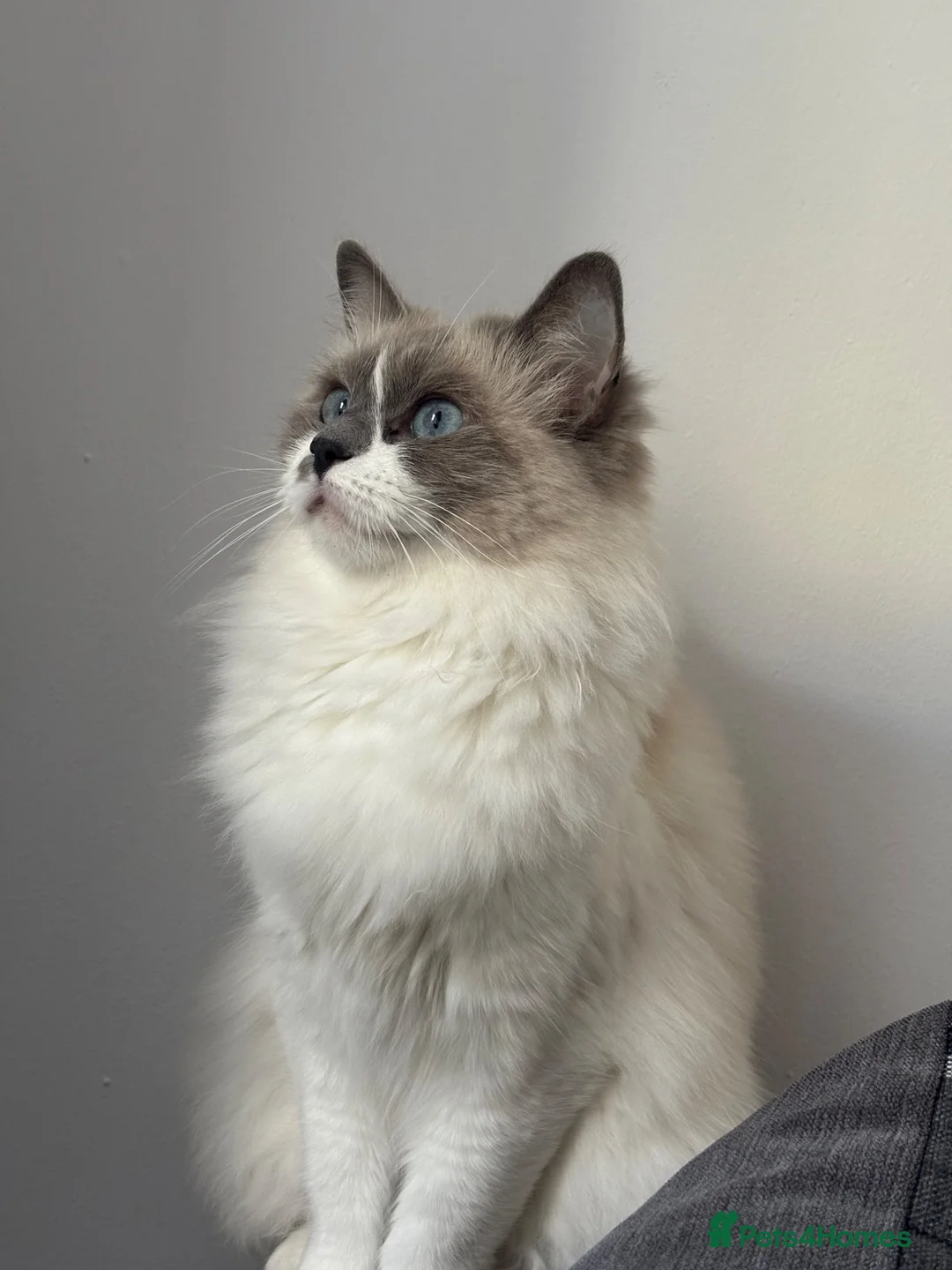 Ragdoll cats for sale: Ragdoll queen  - Advert 1