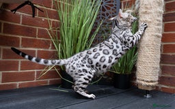 Bengal cats for sale: BABETTE-LAST available girl from the litter-TICA  - Image 21