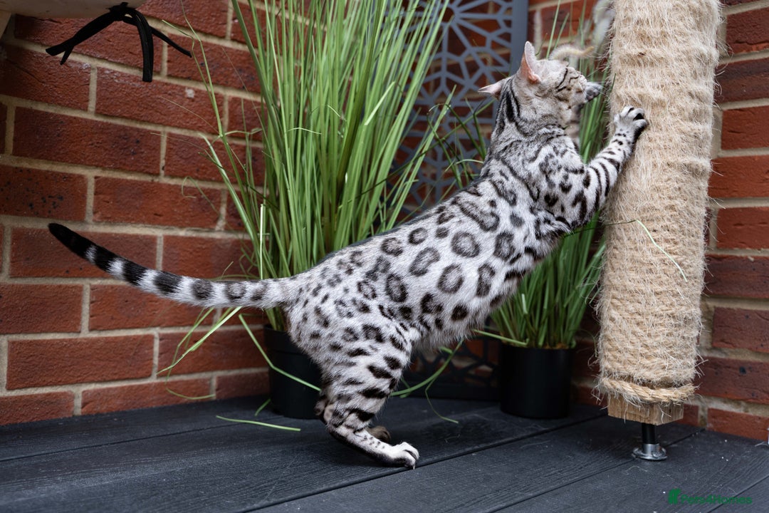 Bengal cats for sale: BABETTE-LAST available girl from the litter-TICA  - Image 21