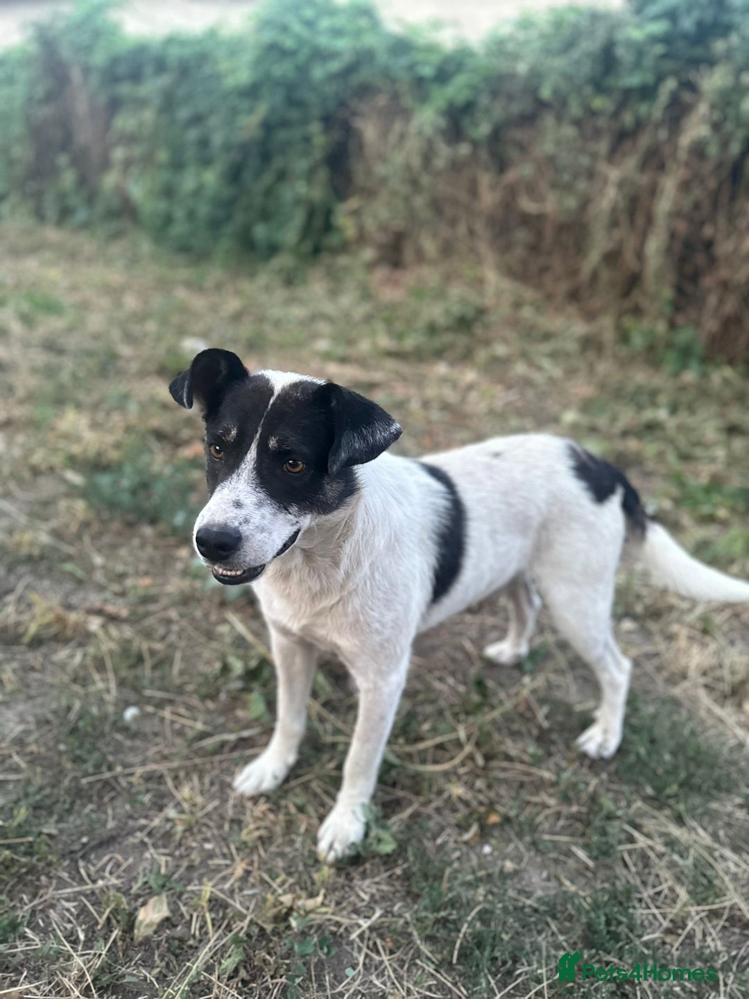 Mixed Breed dogs for adoption: PATROCLE – a Lovely boy for a Loving Home - Image 20