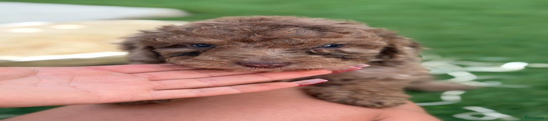 Cockapoo Puppy 7