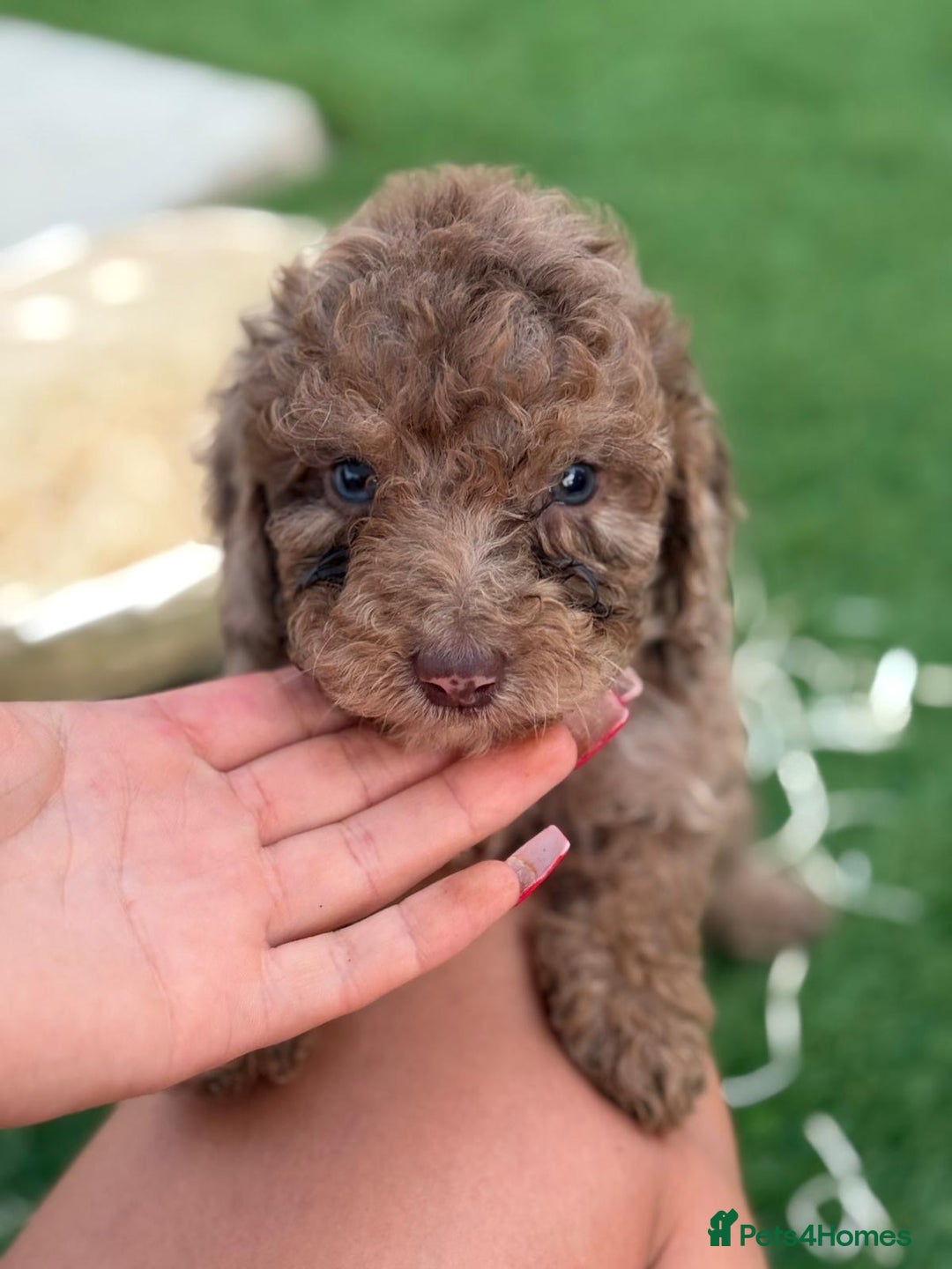 Cockapoo dogs for sale: F2  cockapoo puppies  - Image 8