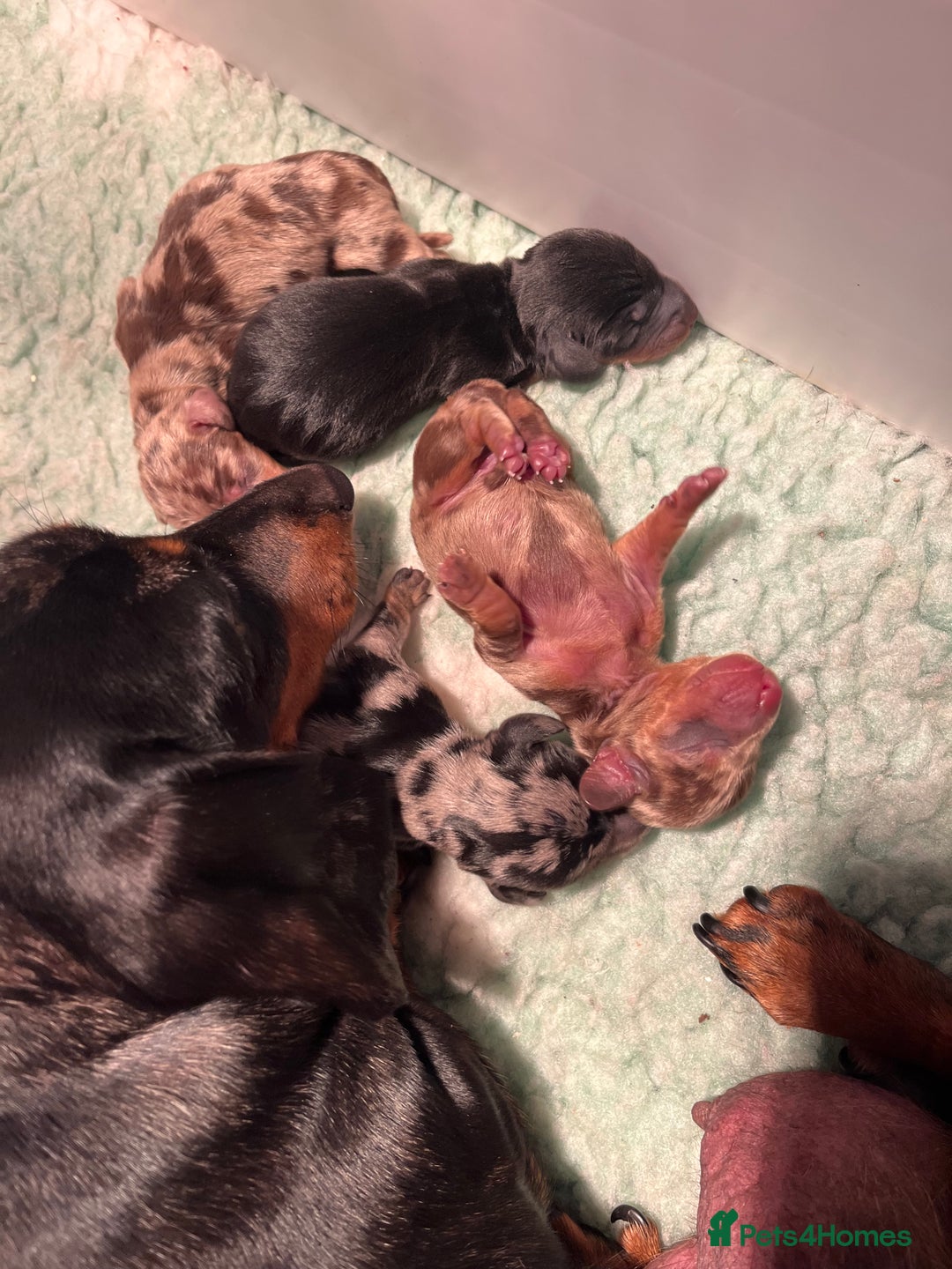 Miniature Dachshund dogs for sale: Absolutely stunning, very healthy dapple dachshund - Image 10