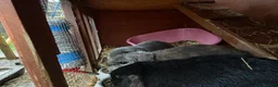 Dwarf Lop rabbits for sale: 3 dwarf lop rabbit sisters in Totnes - Advert 2