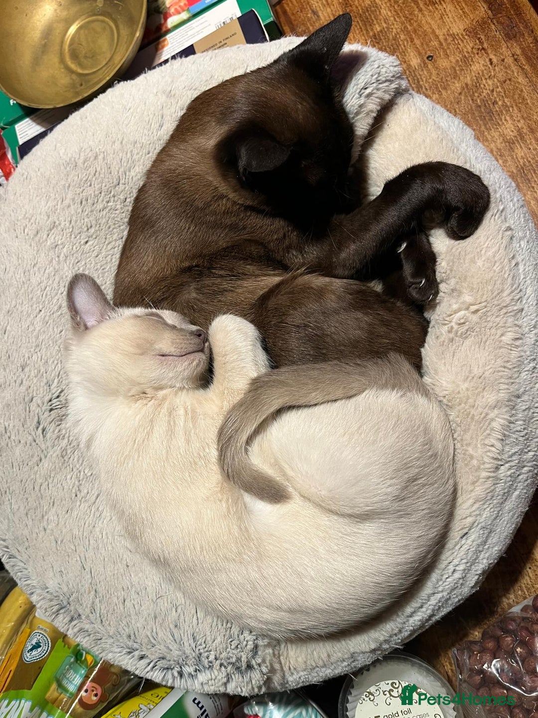 Burmese cats for sale: Exquisite Tonkdolls - Image 18