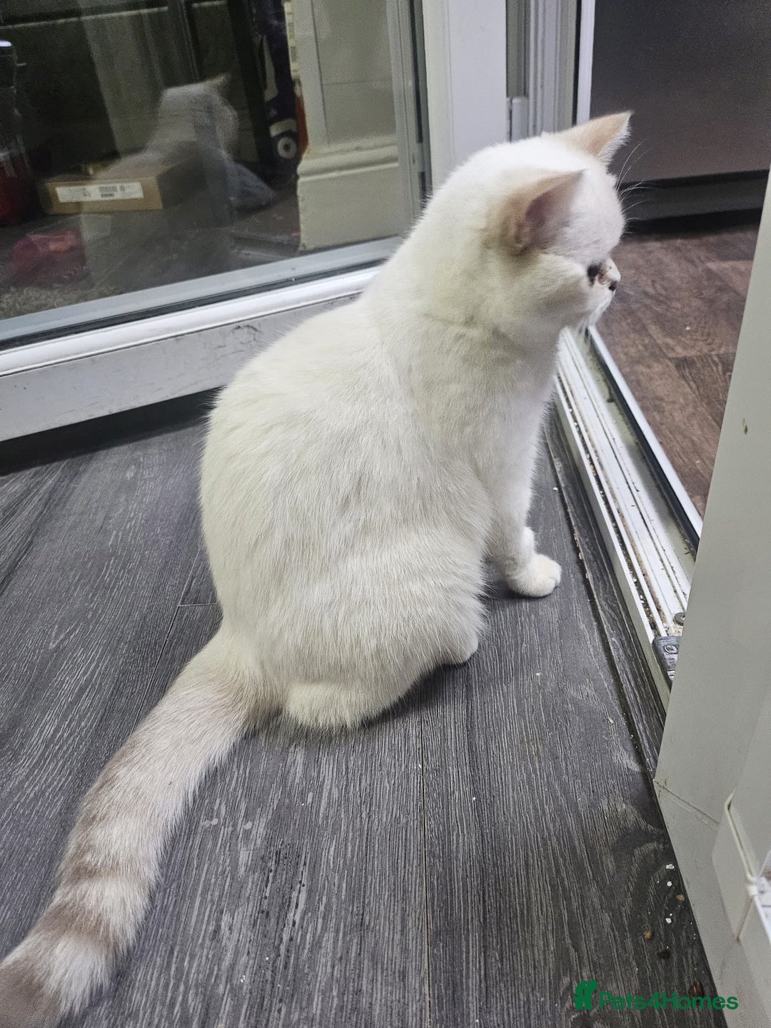 British Shorthair cats for sale: CUTE BRITISH SHORT HAIR LOOKING FOR FOREVER HOME - Image 3