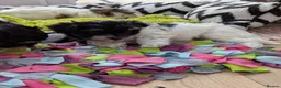 Havanese dogs for sale: Adorable Havanese Puppy Boy Available - Advert 12