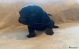 Cocker Spaniel dogs for sale: Cocker Spaniel Pups - Image 5