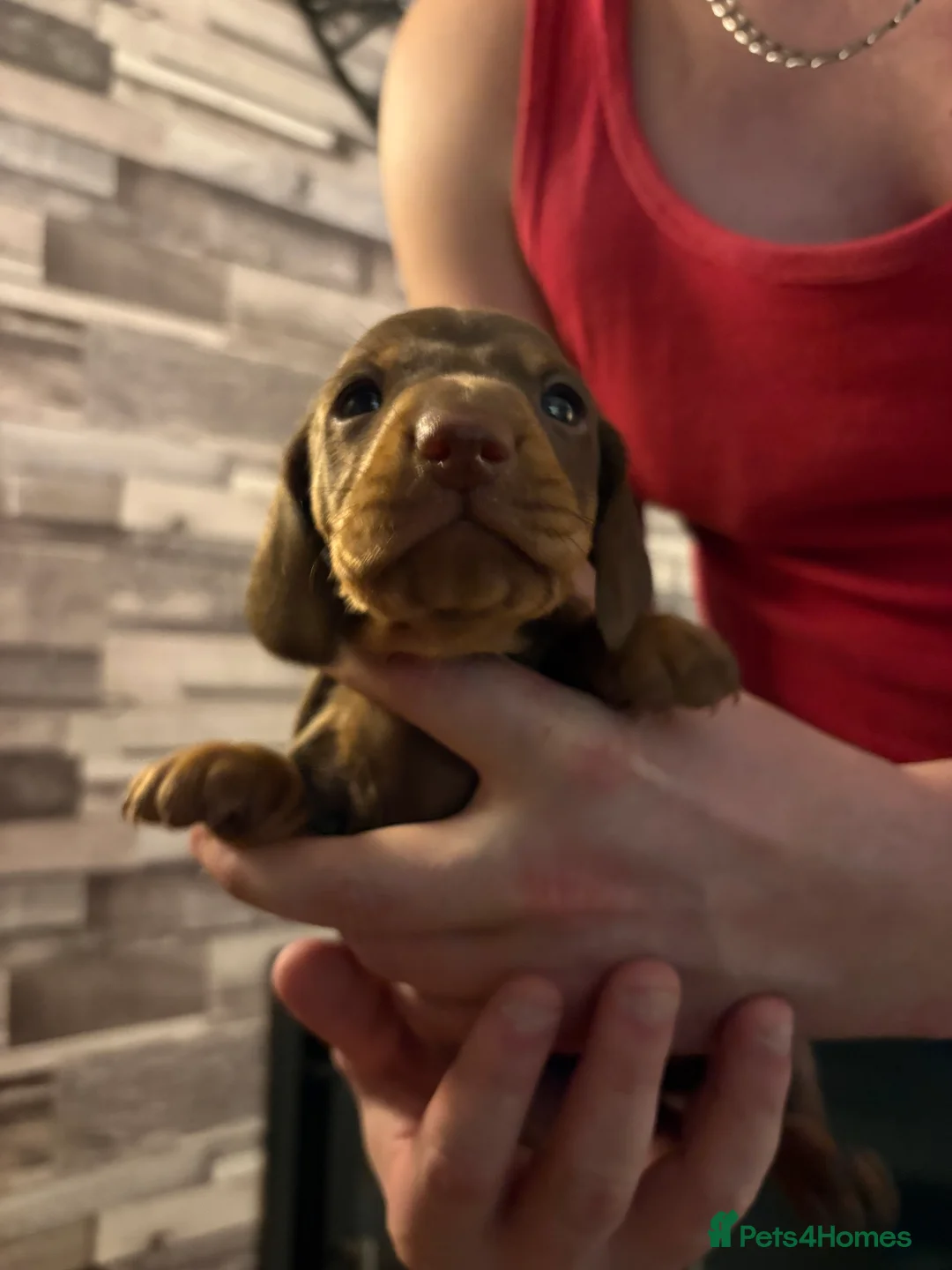 Miniature Dachshund dogs for sale: Miniature dachshund puppies - Advert 2