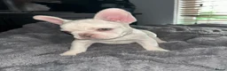 French Bulldog dogs for sale: Frenchie puppies available - Advert 14