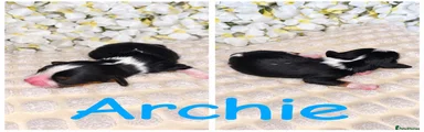 Archie