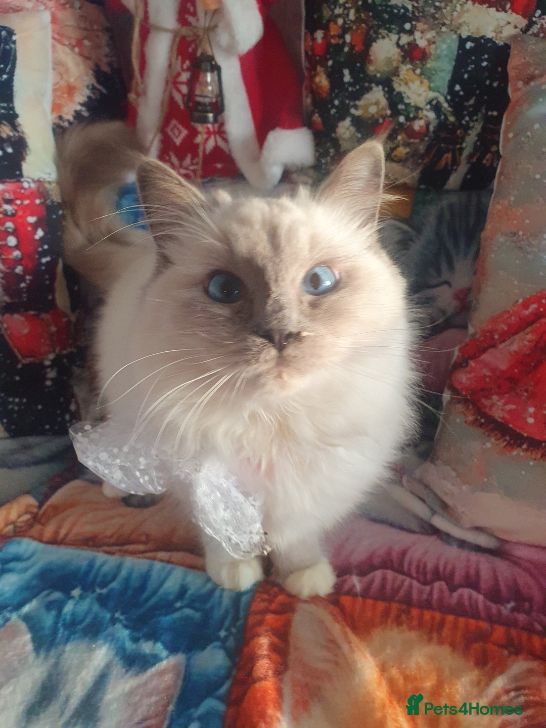 Ragdoll cats for sale: Mink & traditional Ragdolls - Advert 17