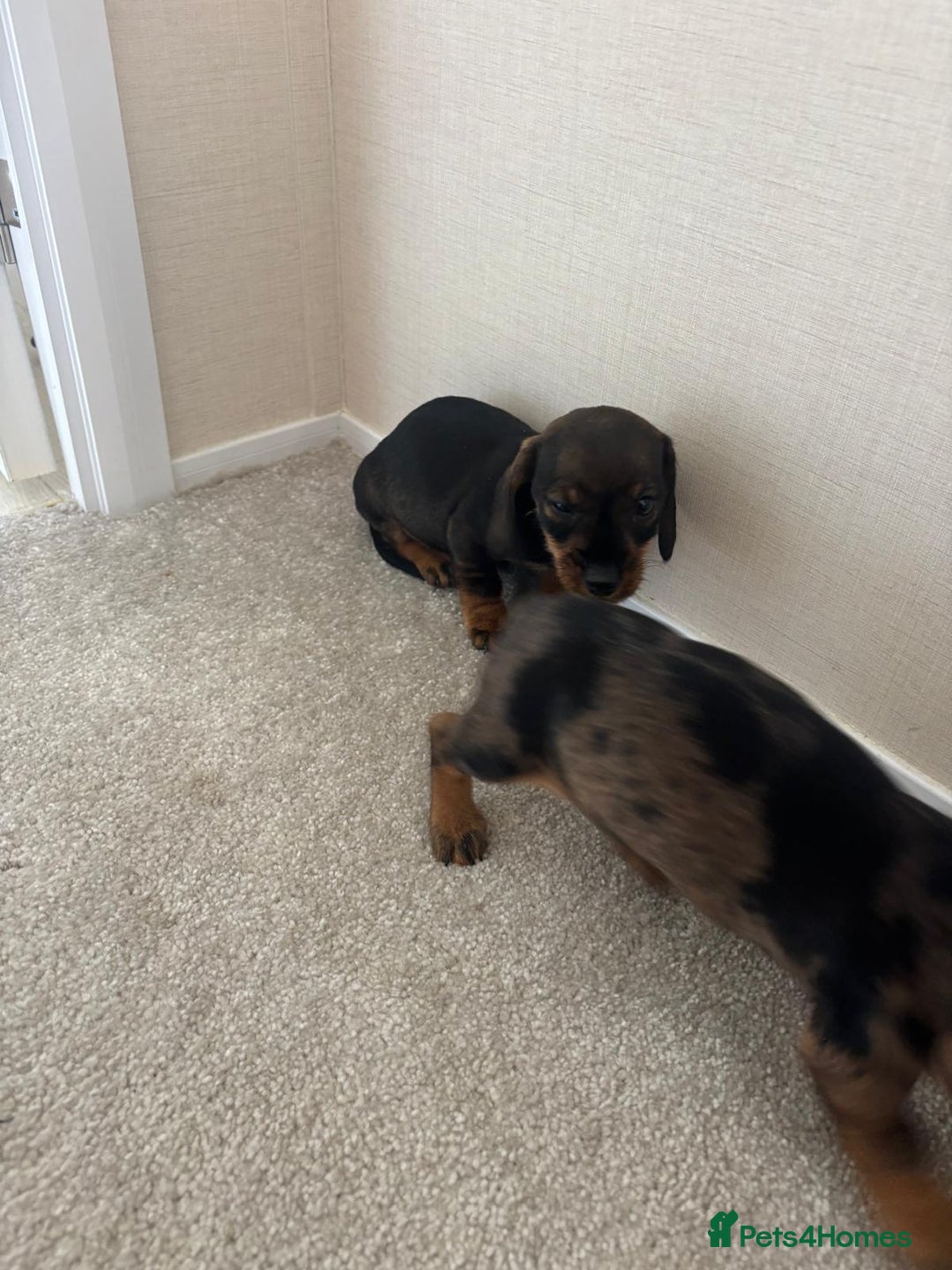 Dachshund dogs for sale: Adorable dachshund puppies - Image 6