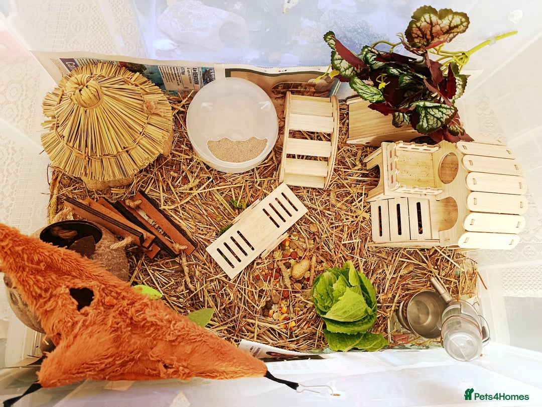 Hamster rodents for sale: ✨🐹 Tiny Star Roborovski Hamster Boy! - Advert 6