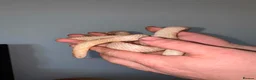 Corn Snake reptiles for sale: 1 king 5 corns 2 pythons  - Advert 2