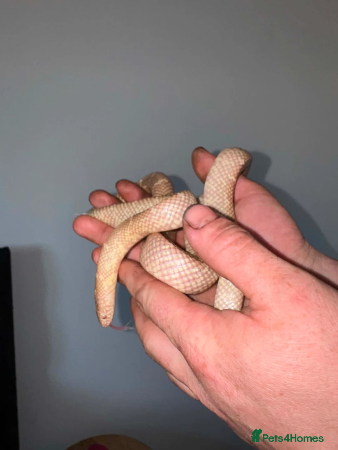 Corn Snake reptiles for sale: 1 king 5 corns 2 pythons  - Advert 2