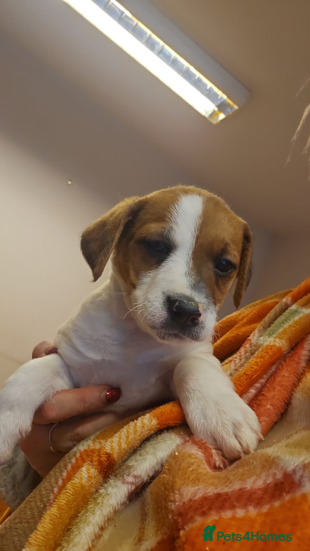Mixed Breed dogs for sale: Boarder terrier x Jack Russell  - Advert 6