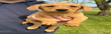 Labrador Retriever Puppy 4